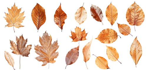 Autumn's Palette: A collection of crisp, brown autumn leaves set against a clean white background, perfect for seasonal designs. 