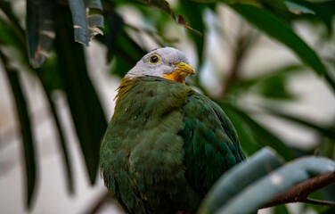 Obraz premium The Black-Naped Fruit Dove (Ptilinopus melanospilus), also known as the Black-Headed Fruit Dove.