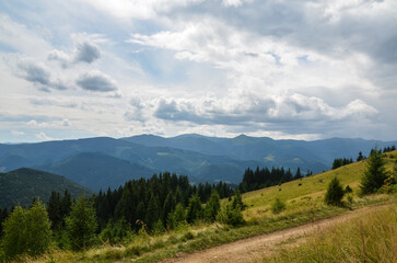 Obraz premium Scenic landscape of grassy slope leading into thick coniferous woods, with the tree line receding into the distance and Carpathian mountain ridge in background