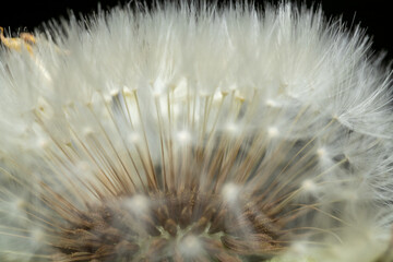 dandelion