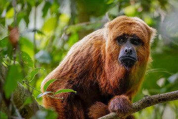 Howler monkey 