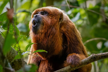 Howler monkey  © Leandro