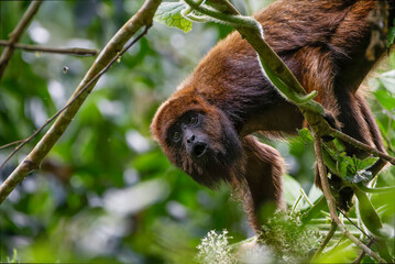 Howler monkey 