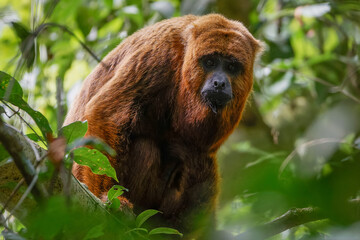 Howler monkey 
