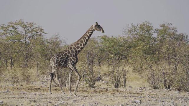Giraffe. Wildlife animal in forest field in safari conservative national park in Namibia, South Africa. Natural landscape background.