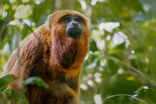 Howler monkey 