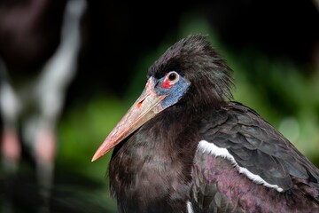 The Abdim's Stork (Ciconia abdimii), also known as the White-Bellied Stork.