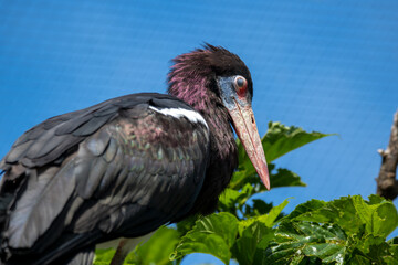 The Abdim's Stork (Ciconia abdimii), also known as the White-Bellied Stork.