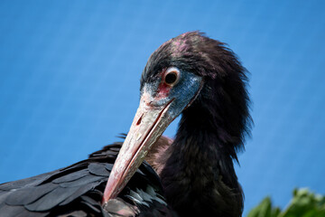The Abdim's Stork (Ciconia abdimii), also known as the White-Bellied Stork.
