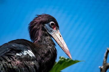 The Abdim's Stork (Ciconia abdimii), also known as the White-Bellied Stork.