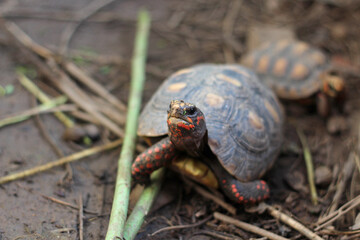
Cute small baby Red-foot Tortoise in the nature,The red-footed tortoise (Chelonoidis carbonarius) is a species of tortoise from northern South America