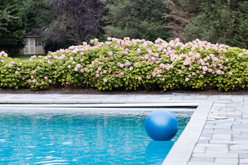 blue exercise ball floating in the outdoor pool at outdoor hotel, pink and purple hydrangea bushes in background, space for copy