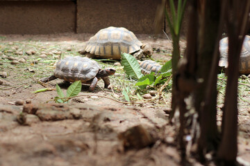 African Sulcata Tortoise Natural Habitat,Close up African spurred tortoise resting in the garden,...