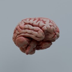 3d Render of Human Brain