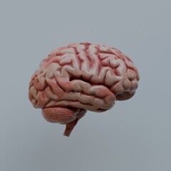 3d Render of Human Brain