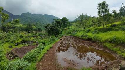 A muddy path surrounded by small water bodies, lush green meadows, trees, and vegetation under a cloudy sky during monsoon.
