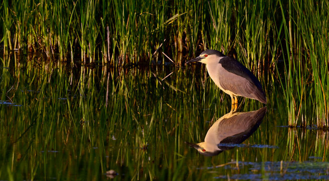 Nachtreiher (Nycticorax nycticorax) spiegelt sich bei Abendlicht im Wasser // Black-crowned night heron - Donaudelta, Rum&auml;nien