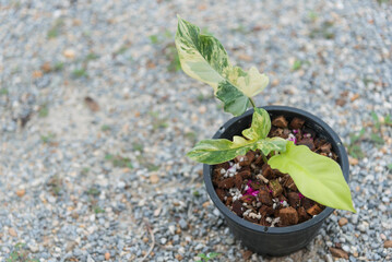 Closeup to Fresh leaf of philodendron florida beauty x mayoi  