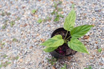 Closeup to fresh leaf of Homolomena aroma sp. varigated