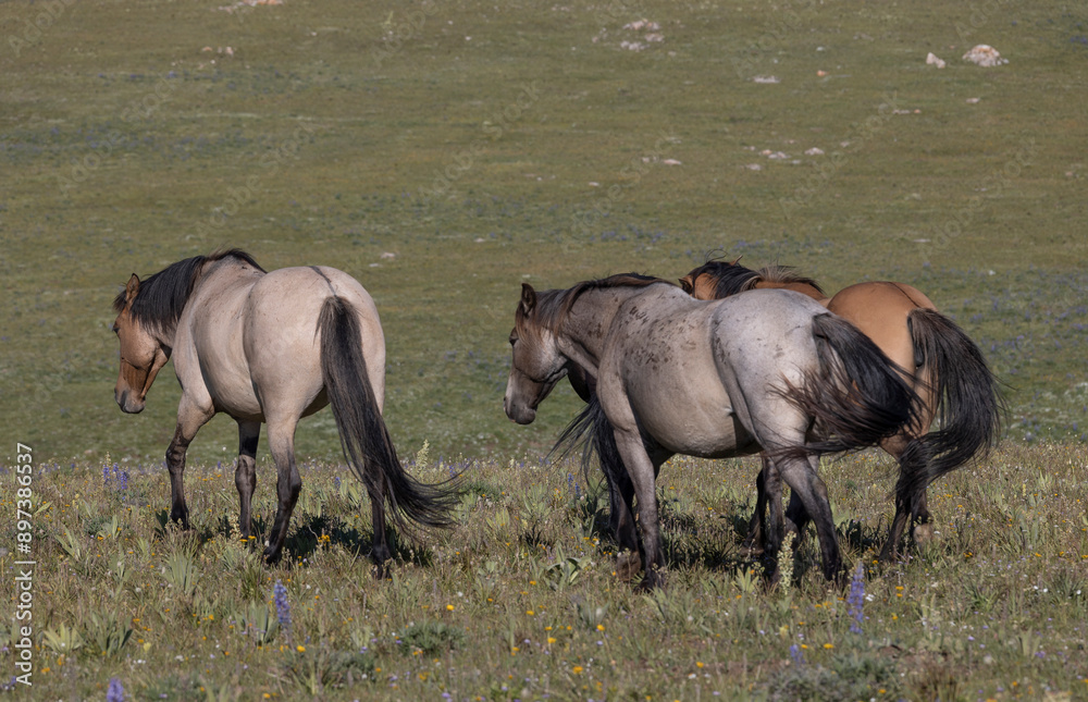 Wall mural Wild Horses in Summer in the Pryor Moutnains Montana