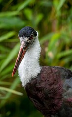 The Asian Woolly-Necked Stork or Asian Woollyneck (Ciconia episcopus).