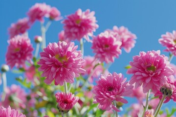 Obraz premium Pink chrysanthemums are blooming under a blue sky in a summer garden