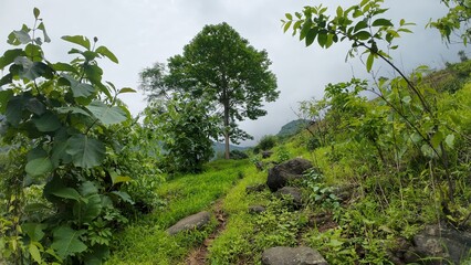 Trekking through small rocky terrain in Maharashtra's lush green landscape, under a cloudy sky during the monsoon season.
