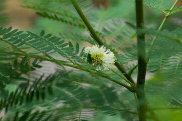 Leadtree. White flower. Selective focus.