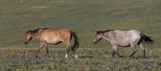 Wild Horses in Summer in the Pryor Moutnains Montana