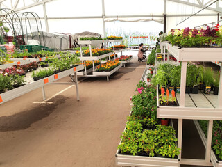 Shelving with plants and seedlings in a gardening store