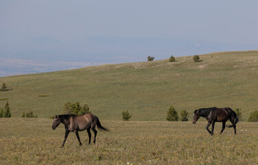 Wild Horses in Summer in the Pryor Moutnains Montana