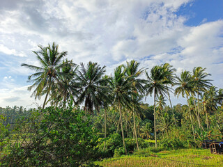 Fototapeta premium coconut trees during the day with a bright blue cloudy sky