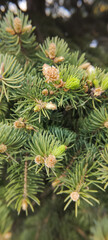 Close up of branches of a green spruce with young small cones, in spring.