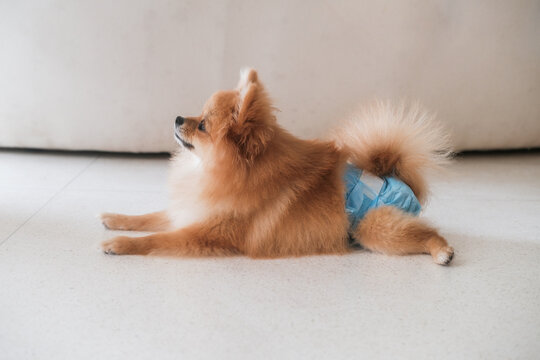 A female Pomeranian Spitz dog lies on the floor wearing a dog diaper. Hygiene products for dogs that can be bought at a pet store. Sterilization of female dogs. The period of estrus in dogs.