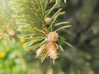 Fototapeta premium Young little cones at the tip of a fir branch, in the spring