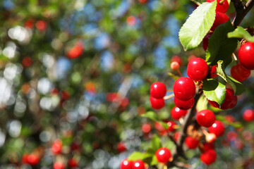 Obraz premium Cherry tree with ripe red berries outdoors, closeup. Space for text