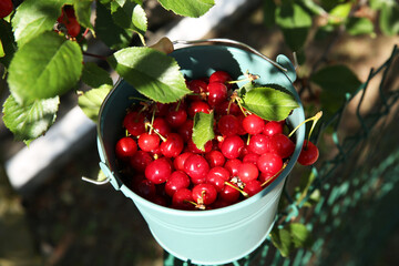 Ripe red cherry berries in bucket near tree outdoors, closeup