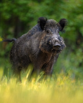 Big male wild boar at summer scenery