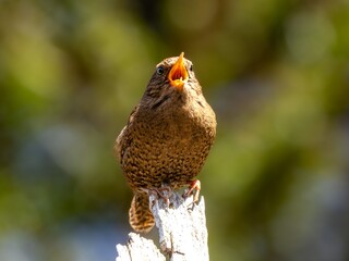 森の中で枯れ木に留まってさえずるミソサザイ