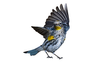 Yellow-Rumped Warbler (Dendroica coronata) Photo, Perched on a Transparent, Isolated PNG Background