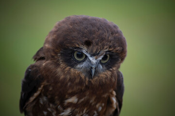The Australian Boobook (Ninox boobook).
