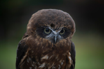 The Australian Boobook (Ninox boobook).