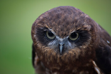 The Australian Boobook (Ninox boobook).