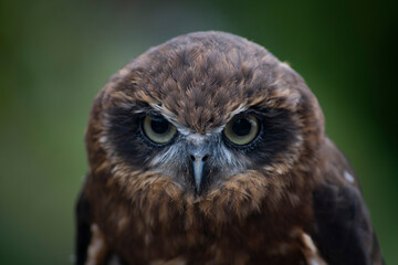 The Australian Boobook (Ninox boobook).