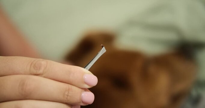 A close-up of a woman holds tweezers containing a live tick she removed it from her dog fur. Protecting pets from ticks in summer season. Taking care of your health. Drops and tablets against ticks.