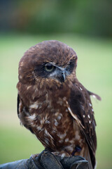 The Australian Boobook (Ninox boobook).