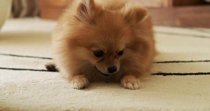 A Pomeranian Spitz puppy lies on the carpet in the living room and eats a treat that the owner gave him for good execution of commands. The dog eats a bone and chews it funny with his mouth open.