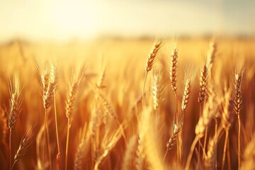Naklejka premium A field of golden wheat swaying in the breeze 