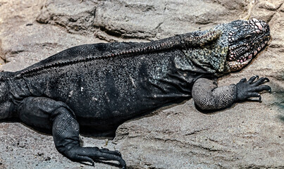 Exuma rock iguana on the stone. Latin name - Cyclura cychlura figginsi	