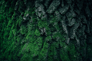 A close up of an old tree bark texture with green moss